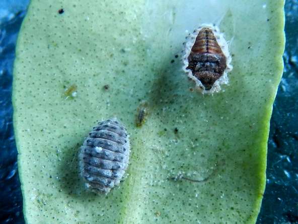 Larva e pupa di Rodolia cardinalis da confermare