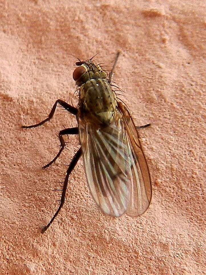 Anthomyiidae: Anthomyia sp. (A. liturata o A. confuseana)