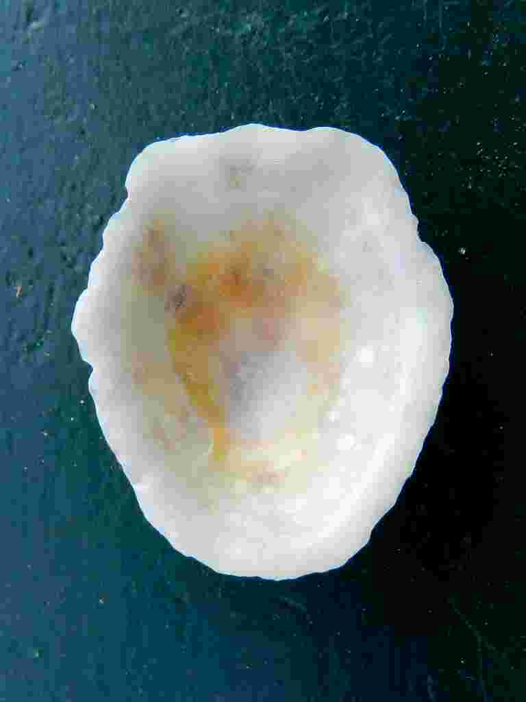 Patella sp.