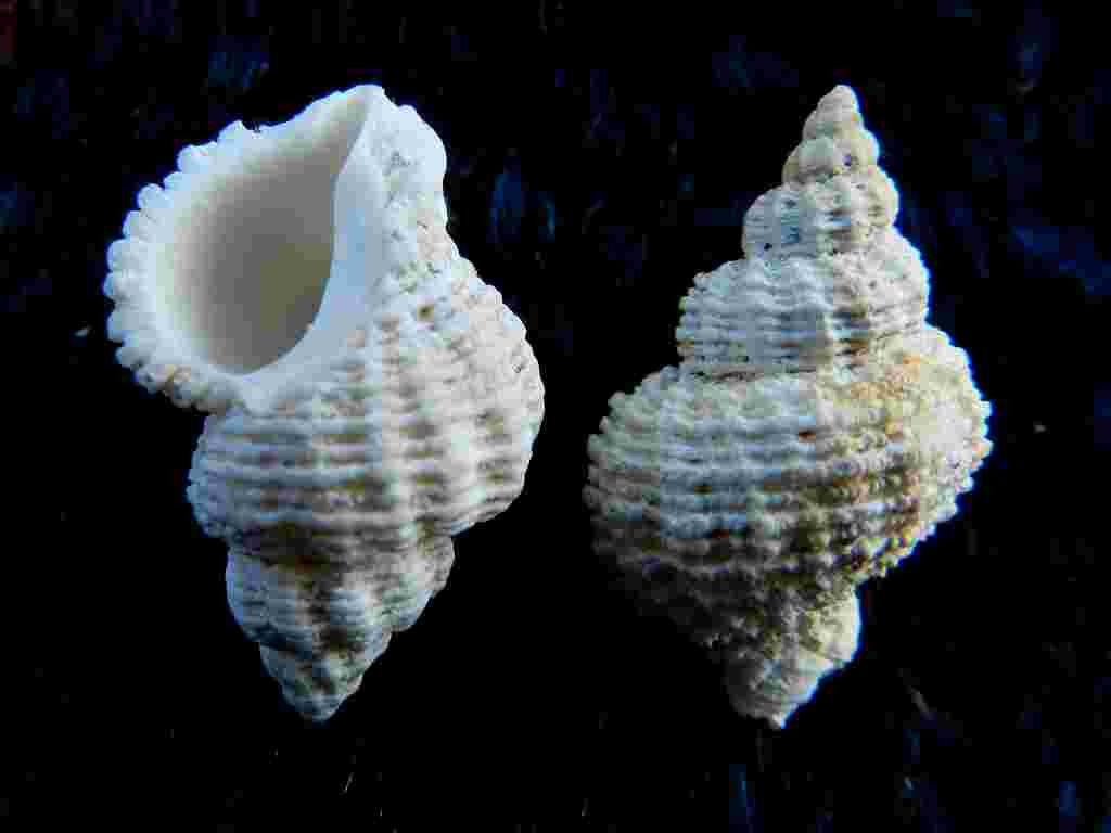 Gasteropode da determinare