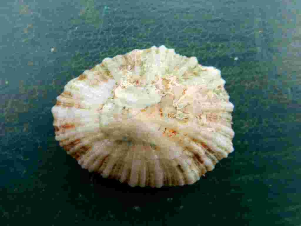 Patella sp.