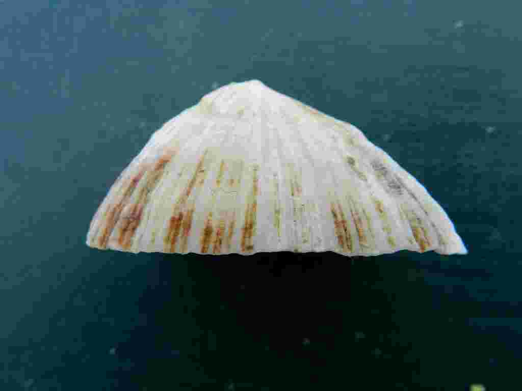 Patella sp.