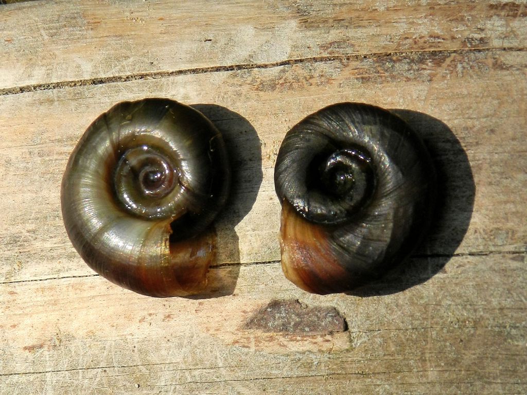 Mollusco d''acqua dolce da determinare
