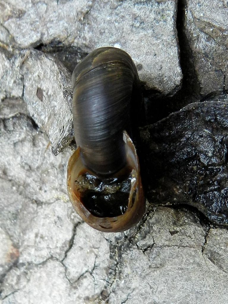 Mollusco d''acqua dolce da determinare
