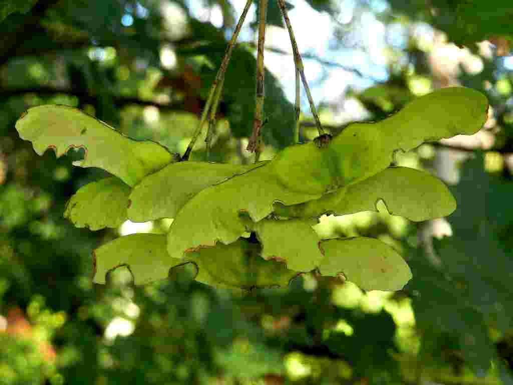 Acer sp.