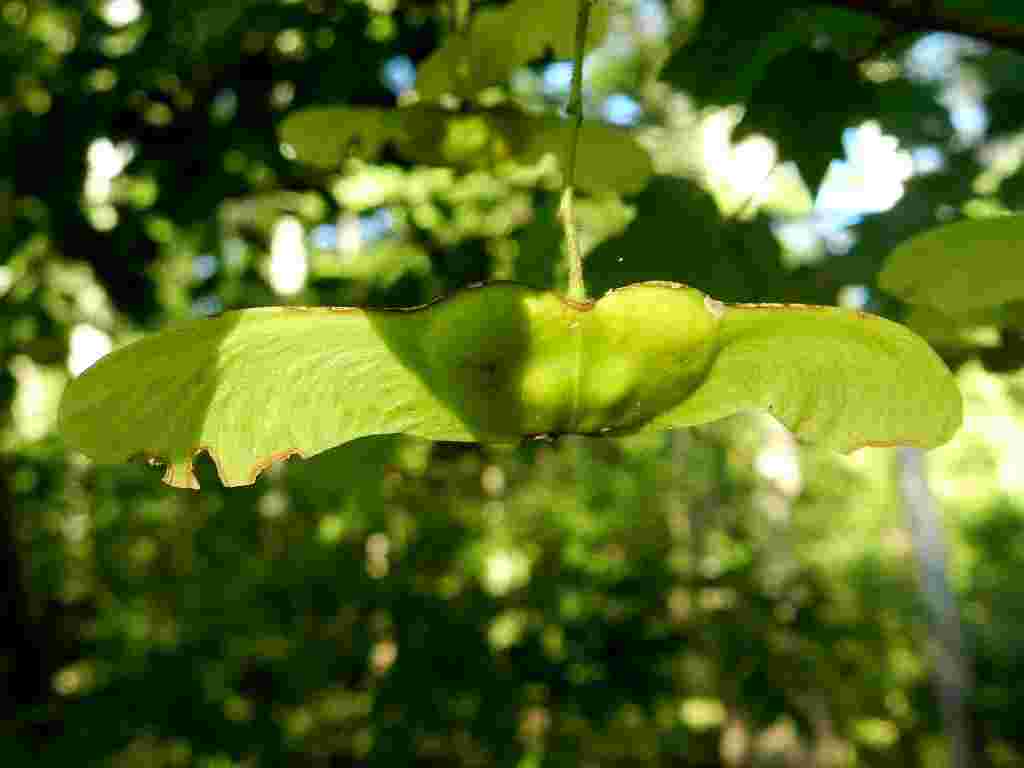 Acer sp.