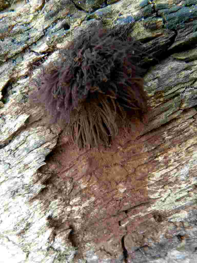 Myxomycete da determinare