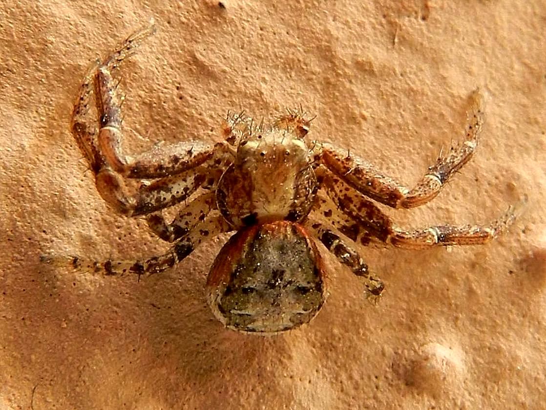 Thomisidae sp.