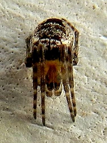 Theridiidae sp.. ? No, Araneidae: Zilla diodia - Venezia Lido