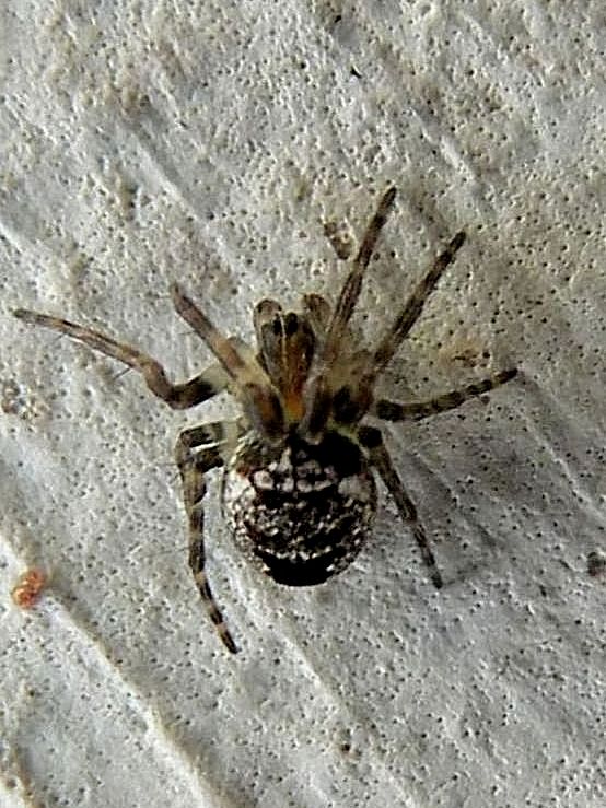 Theridiidae sp.. ? No, Araneidae: Zilla diodia - Venezia Lido