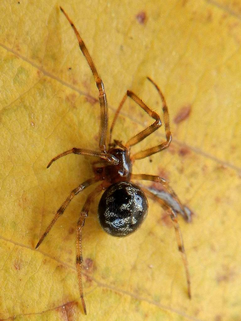 Theridiidae: Steatoda triangulosa - Venezia Lido