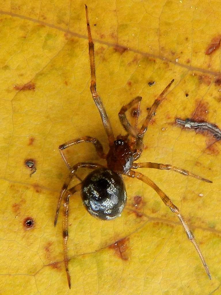 Theridiidae: Steatoda triangulosa - Venezia Lido