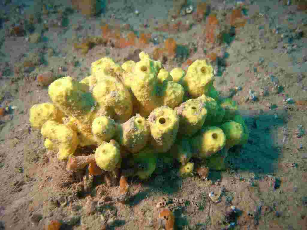 Apkysina sp.