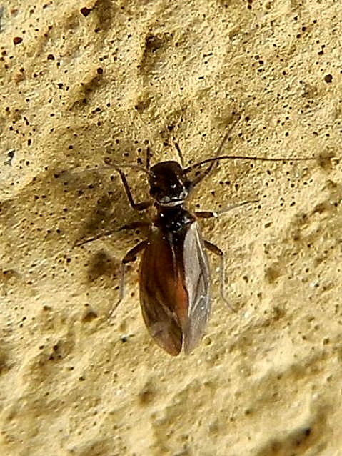 Psocoptera da id.