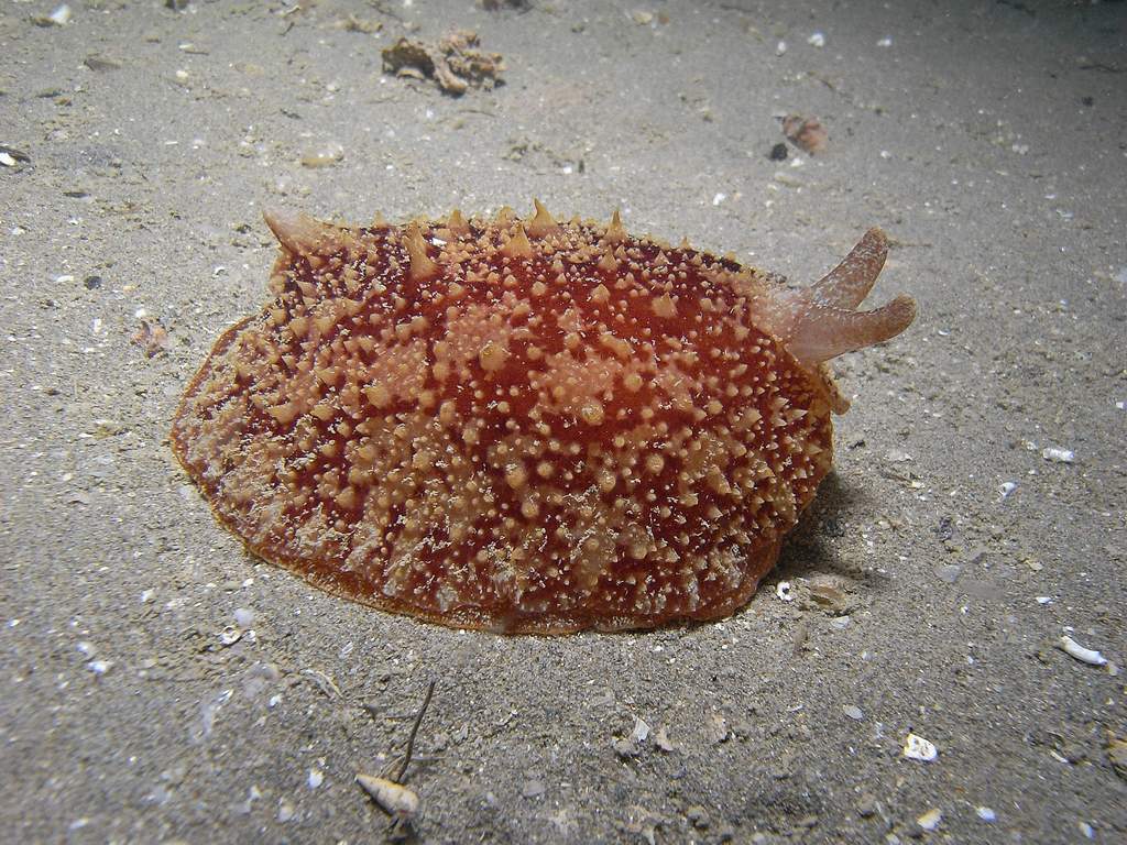Nudibranco da id.