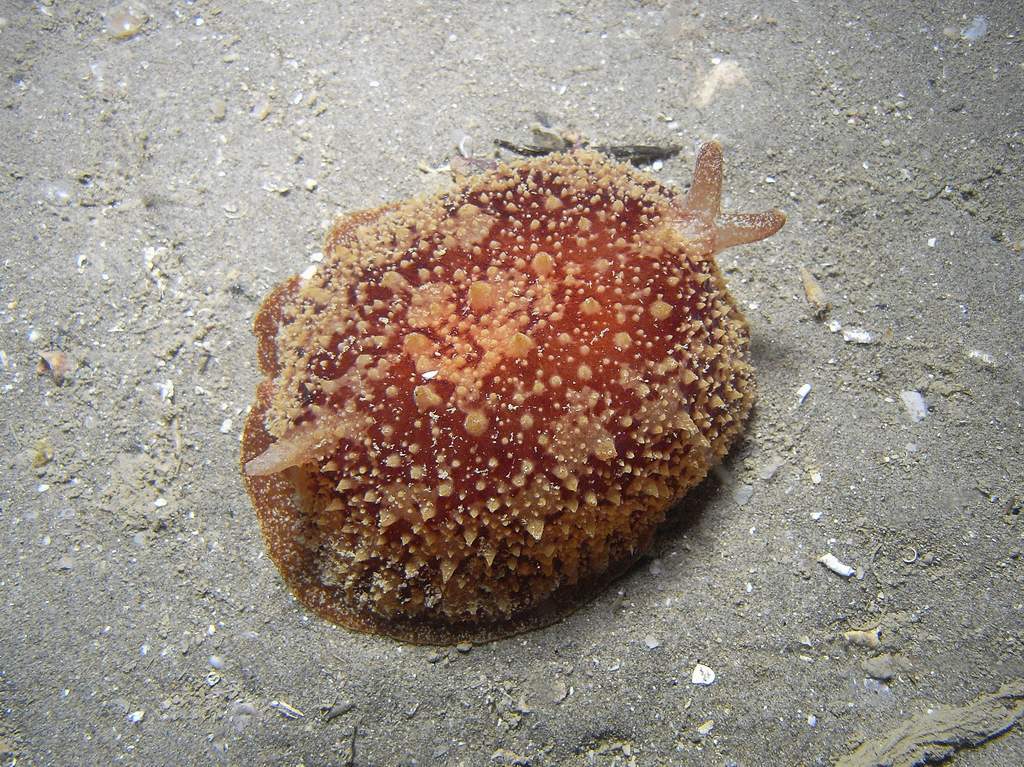 Nudibranco da id.