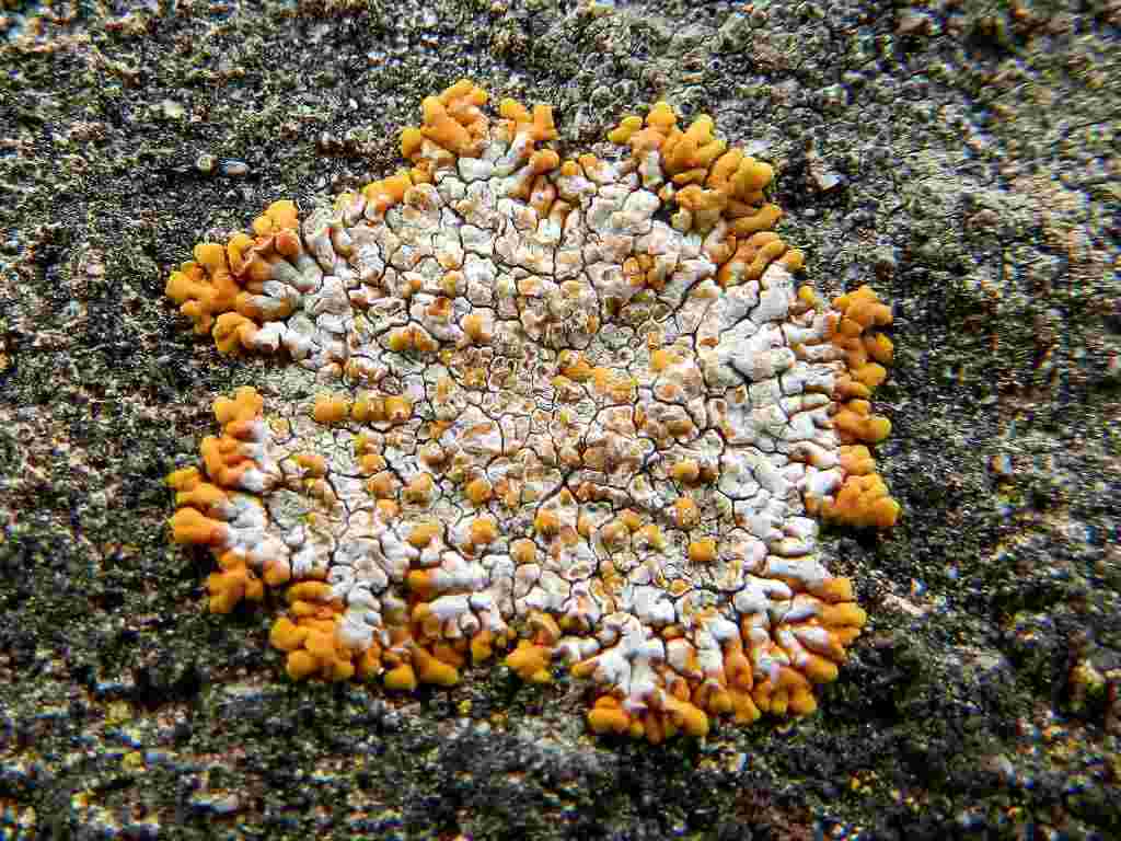 Licheni da id.:  Caloplaca flavescens