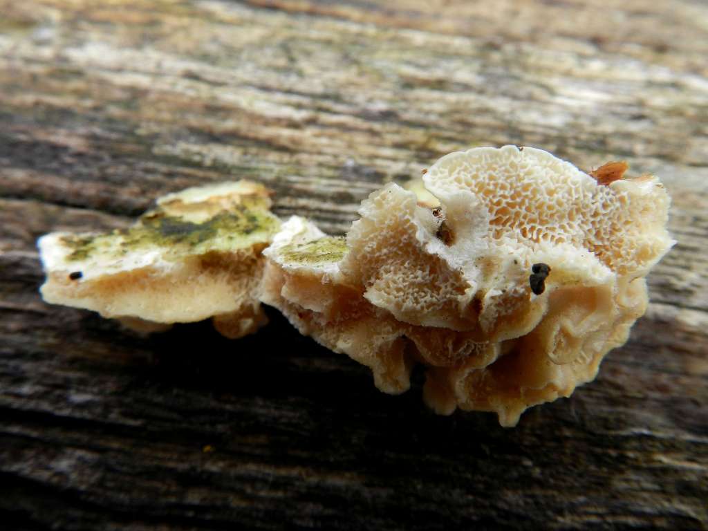 fungo da confermare