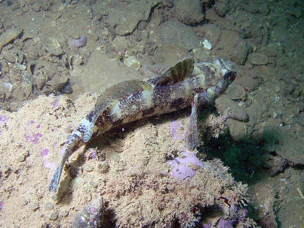 Gobius cuentatus e Gobius niger dal Golfo di Venezia