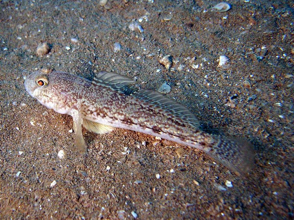 Gobius cuentatus e Gobius niger dal Golfo di Venezia