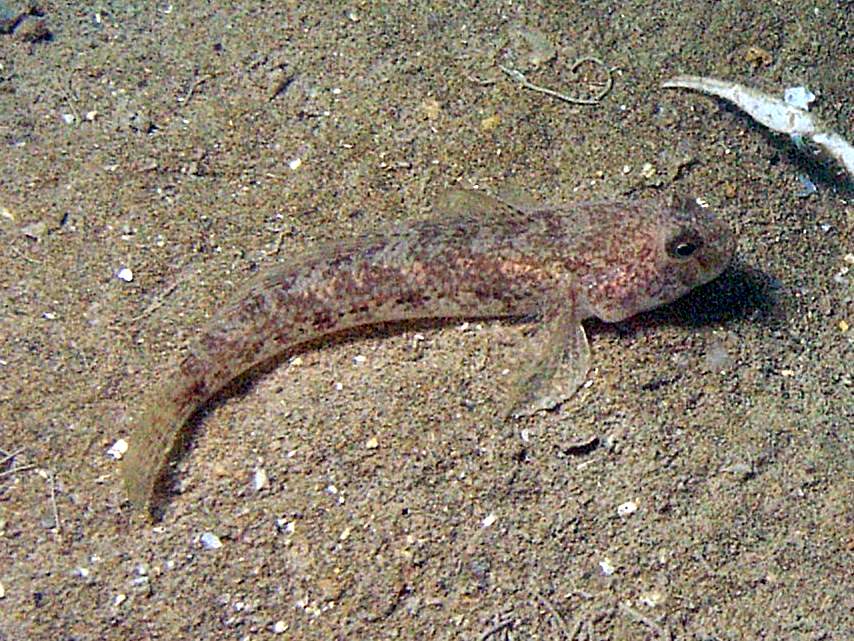 Gobius cuentatus e Gobius niger dal Golfo di Venezia