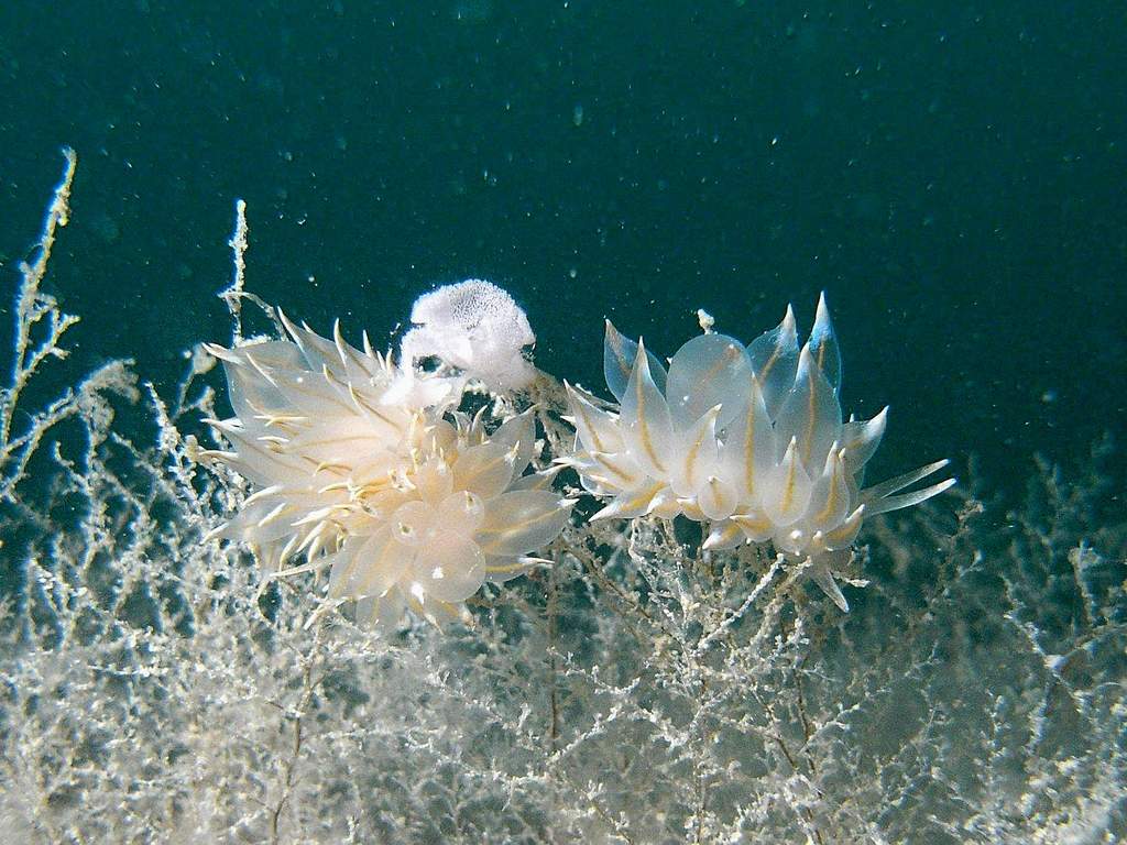 Nudibranco da identificare