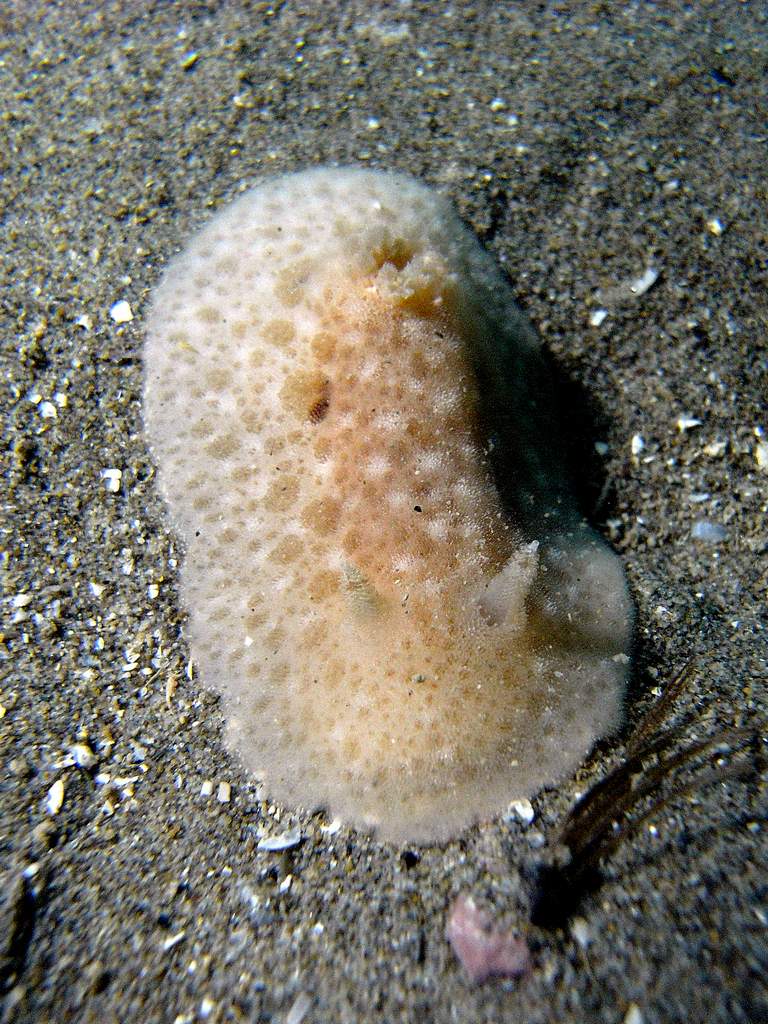Nudibranco da id.