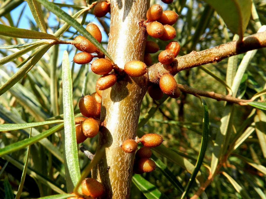 Eleagnus sp. ?  Hippophae cfr. fluviatilis