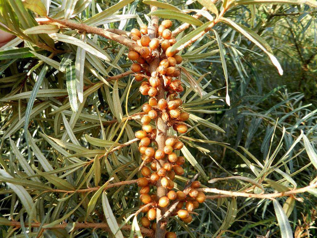 Eleagnus sp. ?  Hippophae cfr. fluviatilis