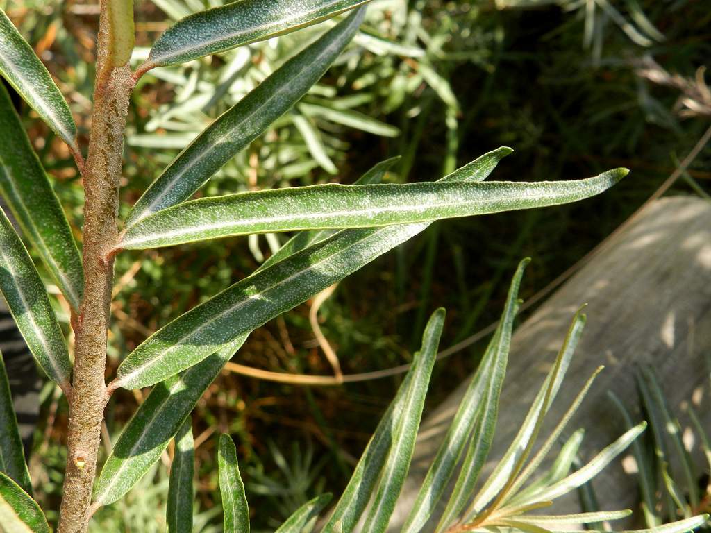 Eleagnus sp. ?  Hippophae cfr. fluviatilis