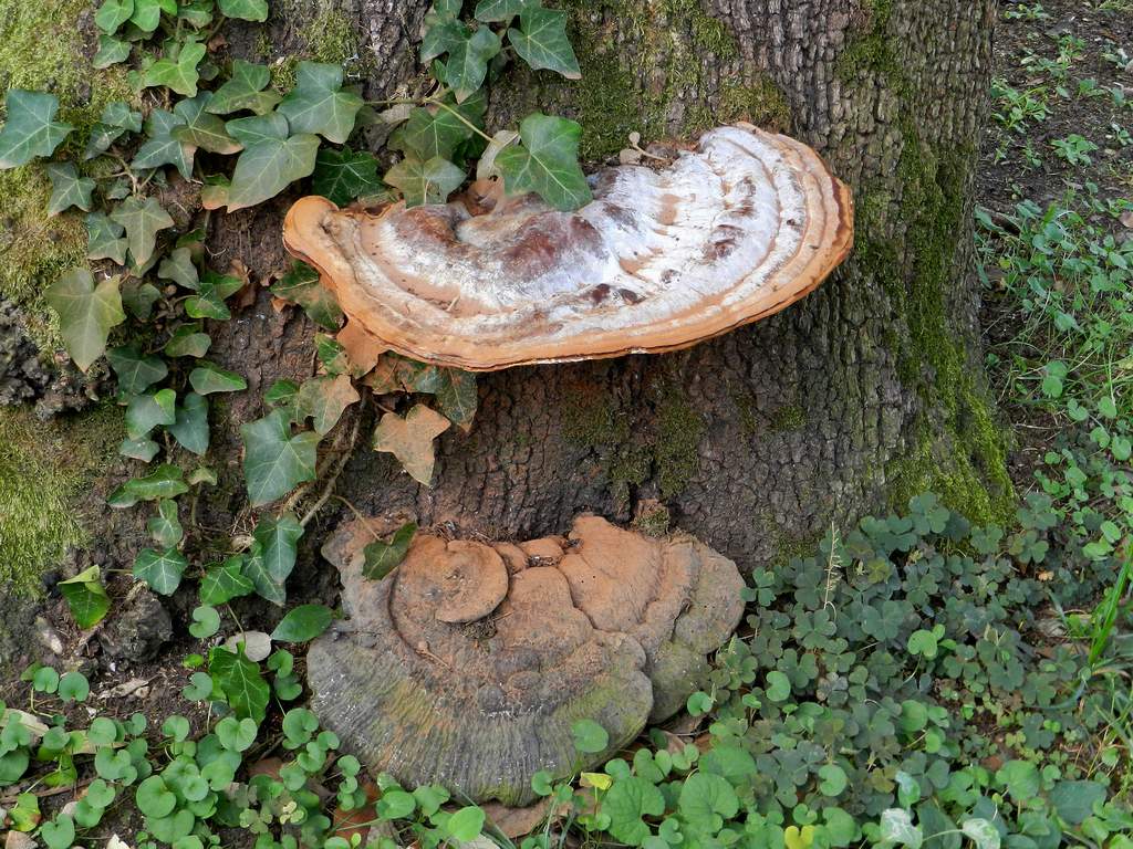 Polyporaceae sp. da deterninare