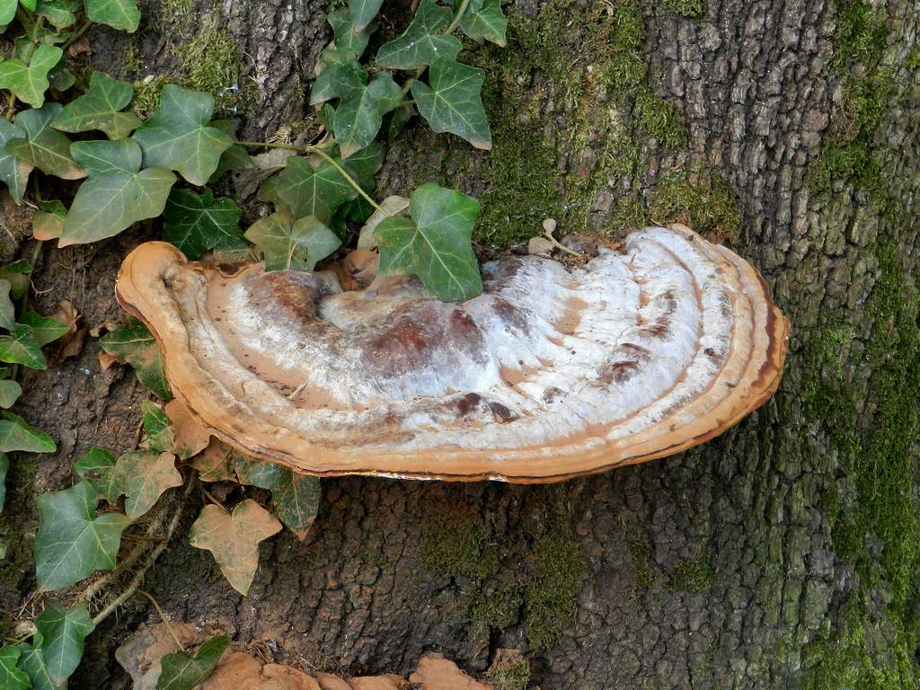 Polyporaceae sp. da deterninare