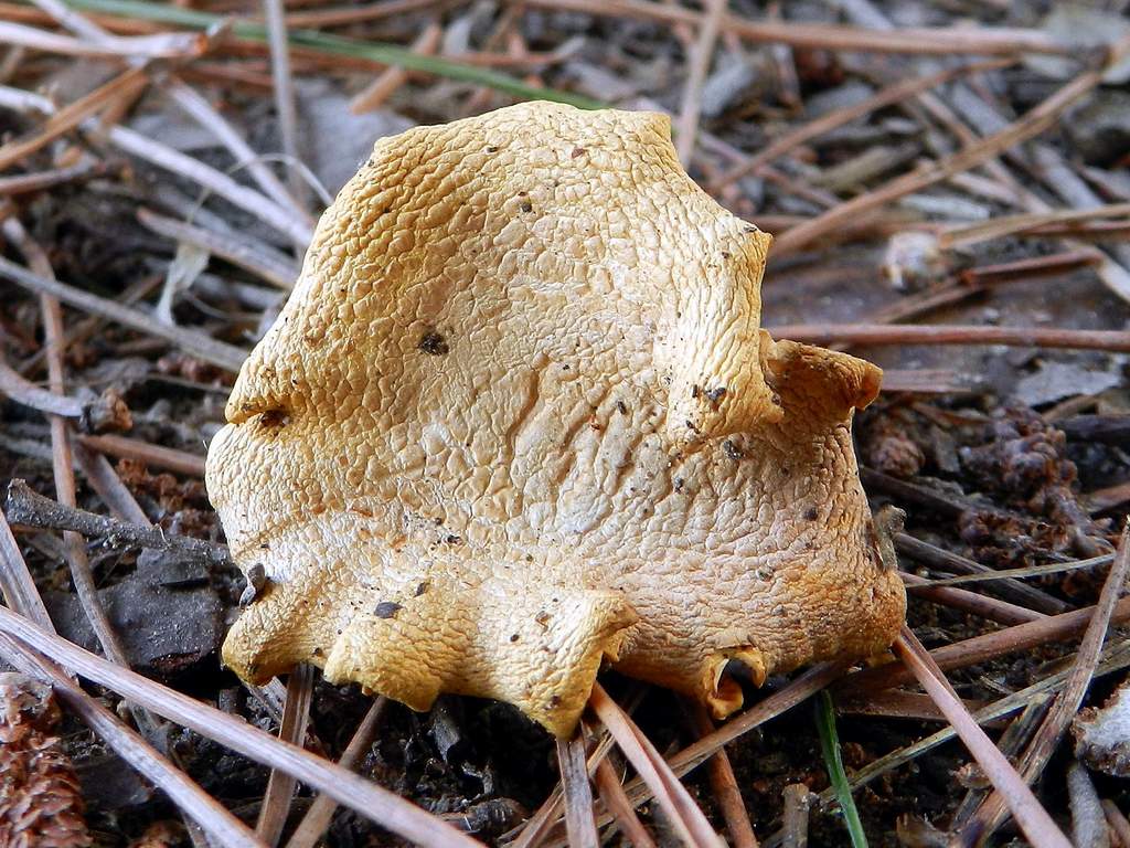 Cantharellus da identificare