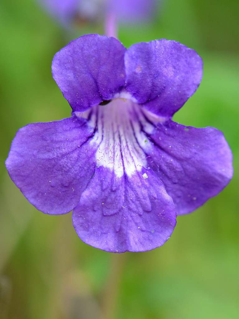 Pinguicula grandiflora