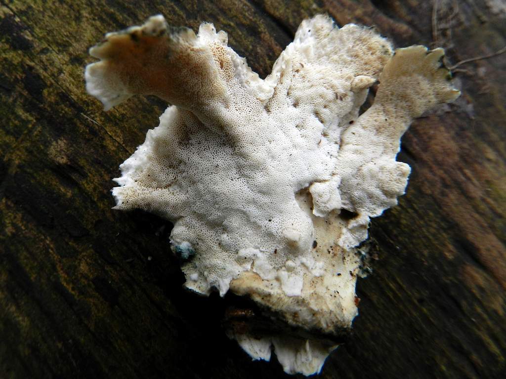 Lignicolo da identificare