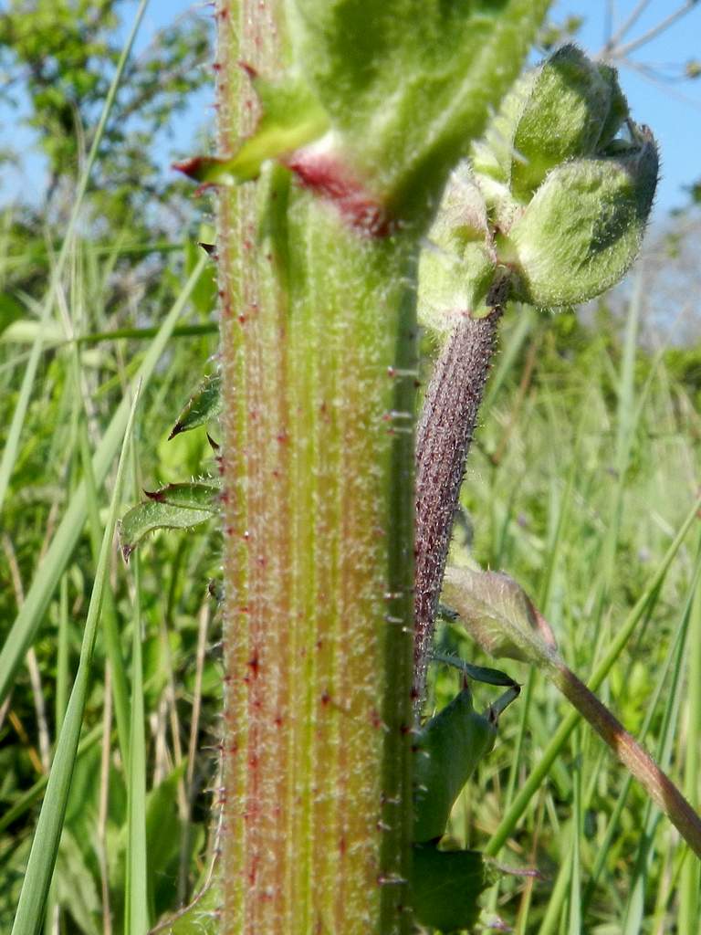 Crepis vesicaria / Radicchiella vescicosa