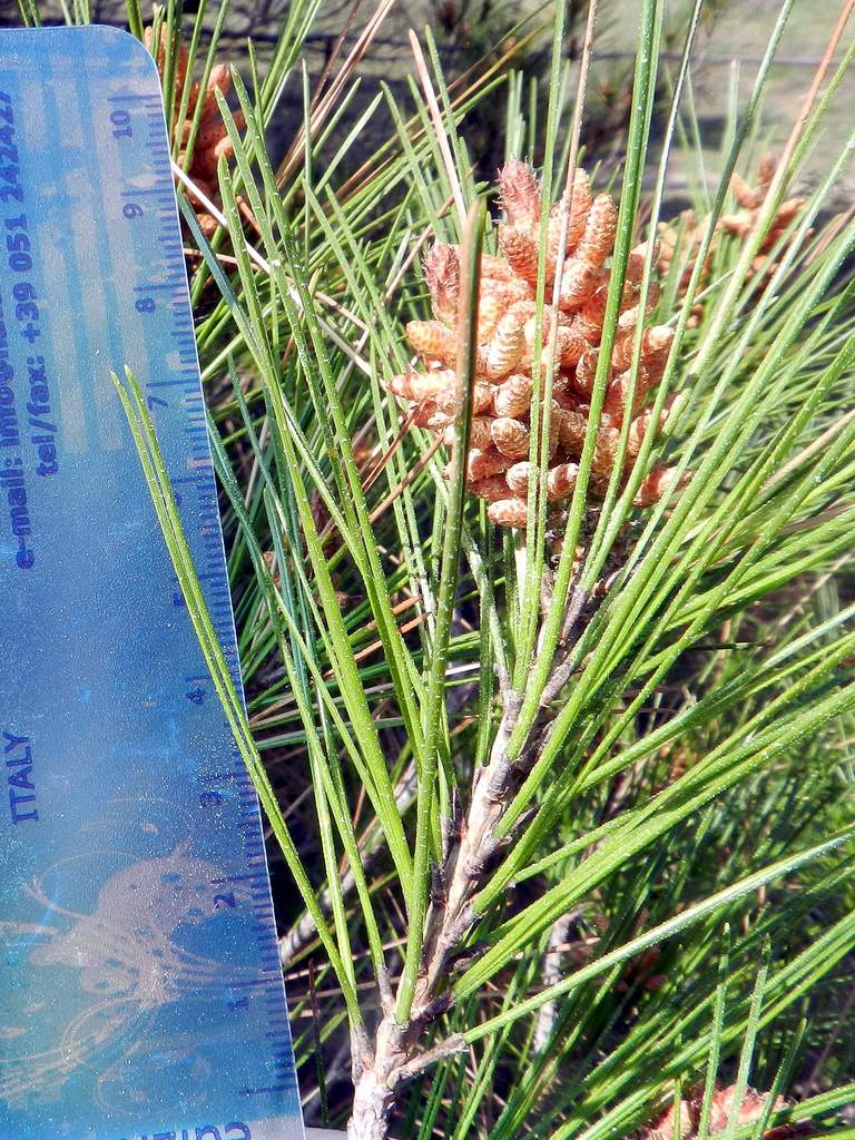 Pinus sp.