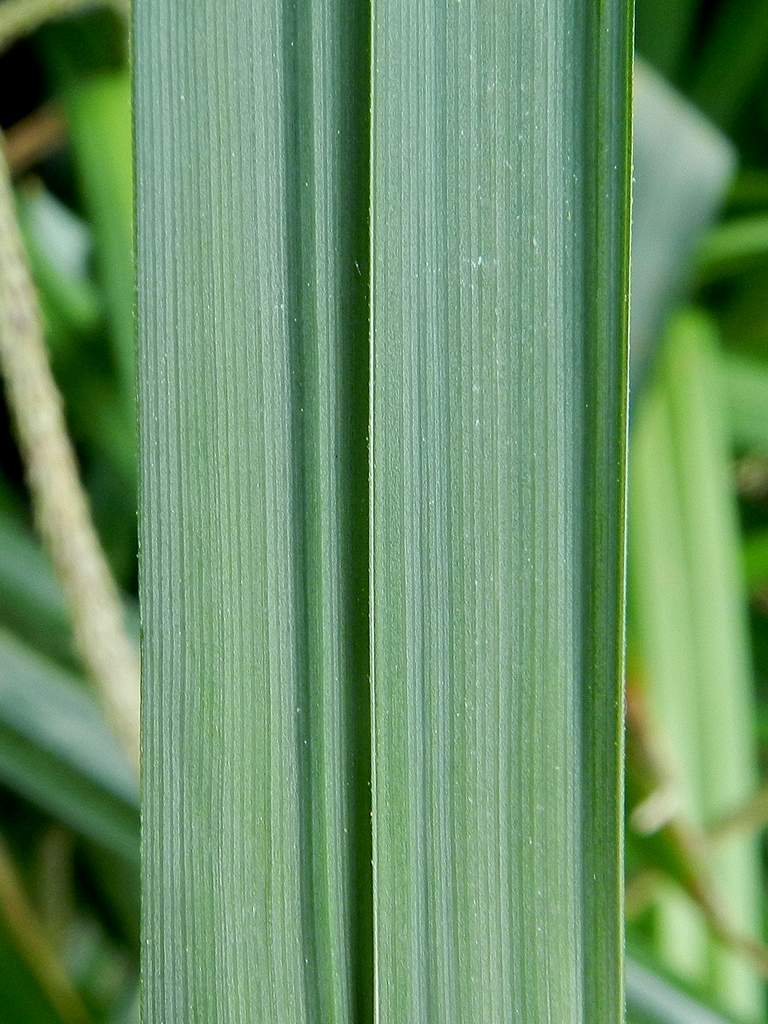 Carex pendula