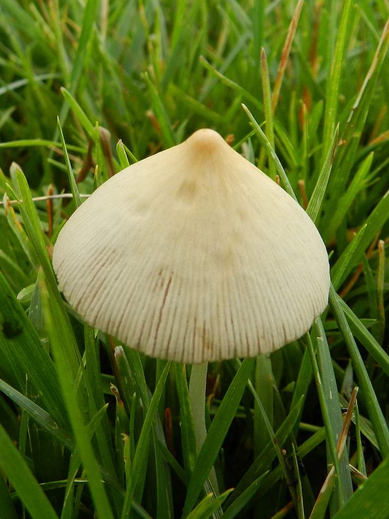 Coprinus sp. ?