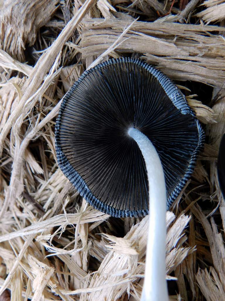 Fungo da determinare