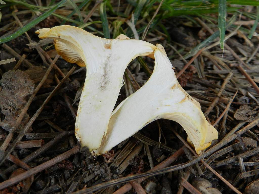 Cantharellus da identificare