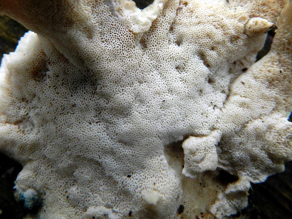 Lignicolo da identificare