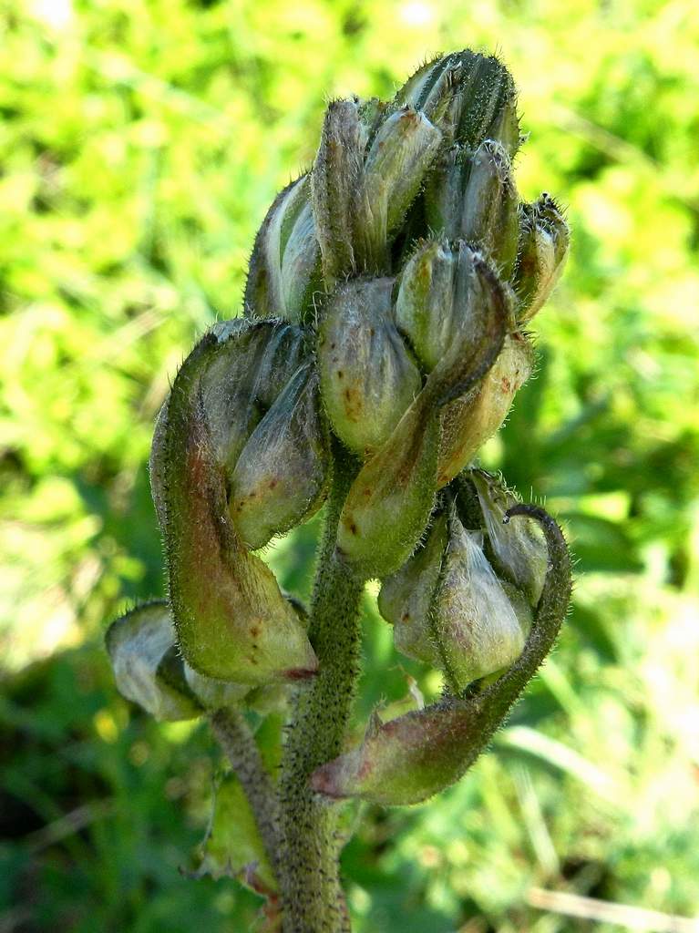Crepis vesicaria / Radicchiella vescicosa