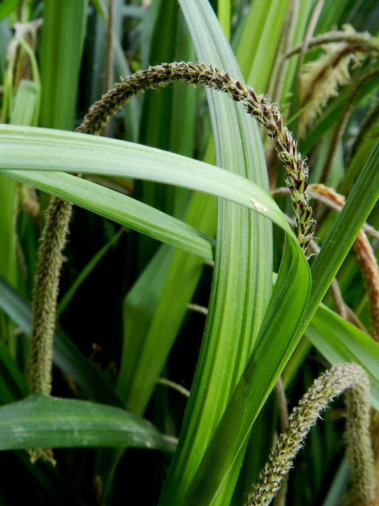 Carex pendula