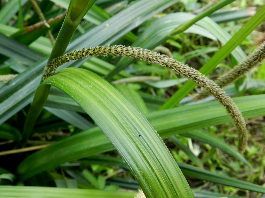 Carex pendula