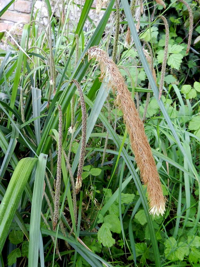Carex pendula