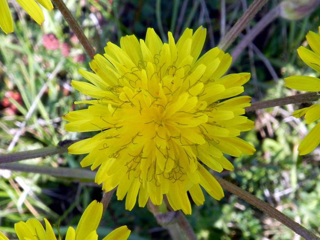 Crepis vesicaria / Radicchiella vescicosa