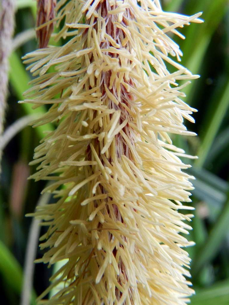 Carex pendula