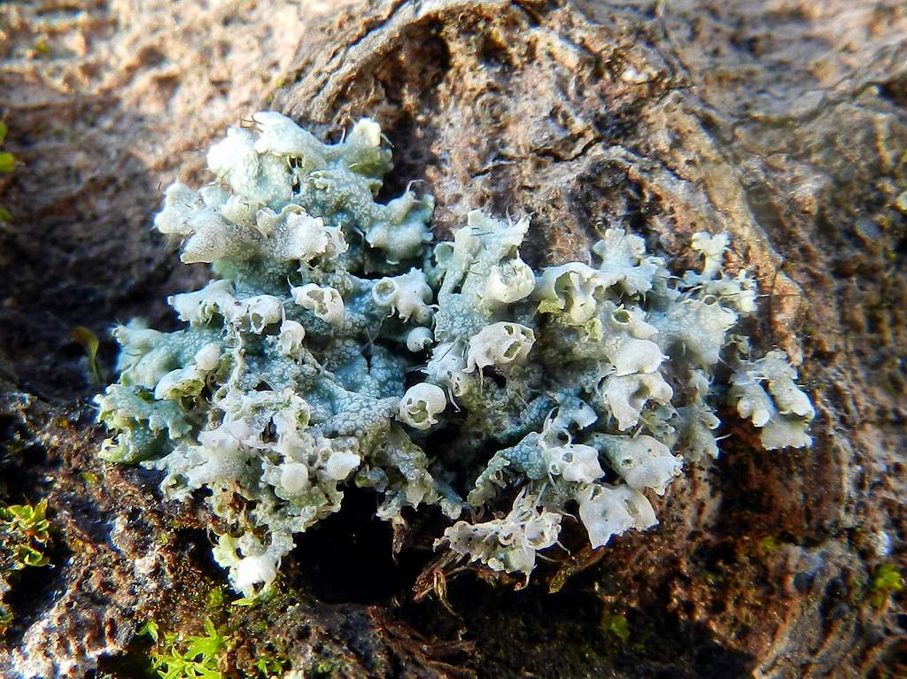 Lichene da identificare