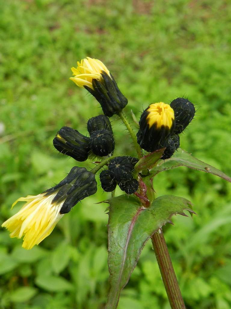 Sonchus sp. ?